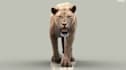 do professional 3d animal, animal with xgen