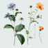 create beautiful botanical and floral illustrations