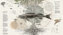 draw a scientific illustration for you