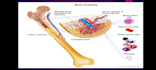 design professional medical and educational powerpoint presentations