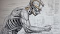 draw exercise, medical and anatomy illustrations