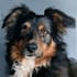 do pet portrait, digital art, dog portrait, pet memorials
