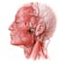 create anatomy, medical, and scientific illustrations