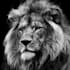 create realistic animal illustration