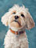 design a custom  pet portrait illustration