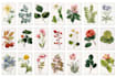 design a botanical illustration