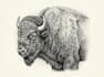 draw a hedcut wsj style animals character illustration