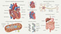 design medical and scientific illustration