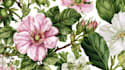 draw beautiful custom botanical illustrations for you