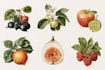 do a botanical illustration