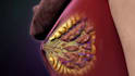 create 3d medical oncology pharmaceutical moa animation