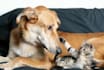 do dog and cat ugc video for your product and brand