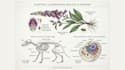 create anatomy, medical, and scientific illustrations