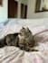 expert care your pet will love