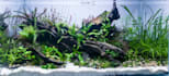 design a professional planted aquarium aquascape