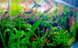 design a professional planted aquarium aquascape