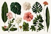 draw custom botanical and flower illustrations