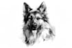 convert your pet image into outlines and line art