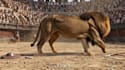 create professional 3d animal and creature animation