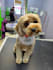 create a custom dog grooming care plan