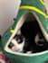 create expert cat ugc