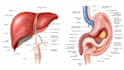 create anatomy, medical, and scientific illustrations