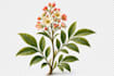 illustrate plants and flowers
