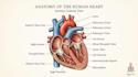 draw medical and science illustrations