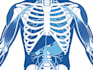 draw anatomy and medical vector illustration