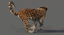 create realistic 3d animal animation, 3d creature design, animal models, fur