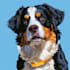 create a cartoon pet portrait from photo