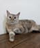 create cute cat photos and videos