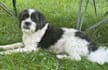 create authentic dog ugc videos for your pet brand