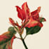 design custom botanical flower and plant illustrations