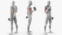 create 3d muscle anatomy and activation animations