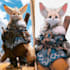 design a furry fursona based on your ideas