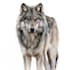 create realistic animal illustration