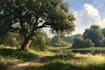 design a landscape illustration