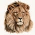 create realistic animal illustration