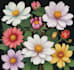 draw botanical illustration flower, plant