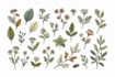 make unique botanical art inspired by nature