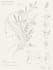design a custom fine line minimal tattoo