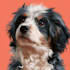draw awesome pet line art
