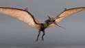 do 3d dragon model, dinosaur, mythical and prehistorical animals, creature model