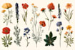 draw custom botanical illustrations