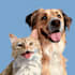 create a cartoon pet portrait from photo
