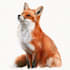 create realistic animal illustration