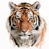 create realistic animal illustration