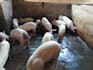 profitable piggery business plan and feasibility study