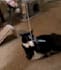 create faceless ugc product videos for pet brands